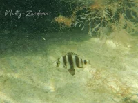 Zebrabrasem [Diplodus cervinus]